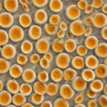 Warum du Vit D3K2 von Dr. Jacobs dringend ausprobieren solltest! image